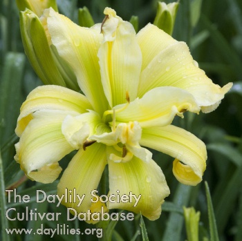 Daylily Spiral Distraction